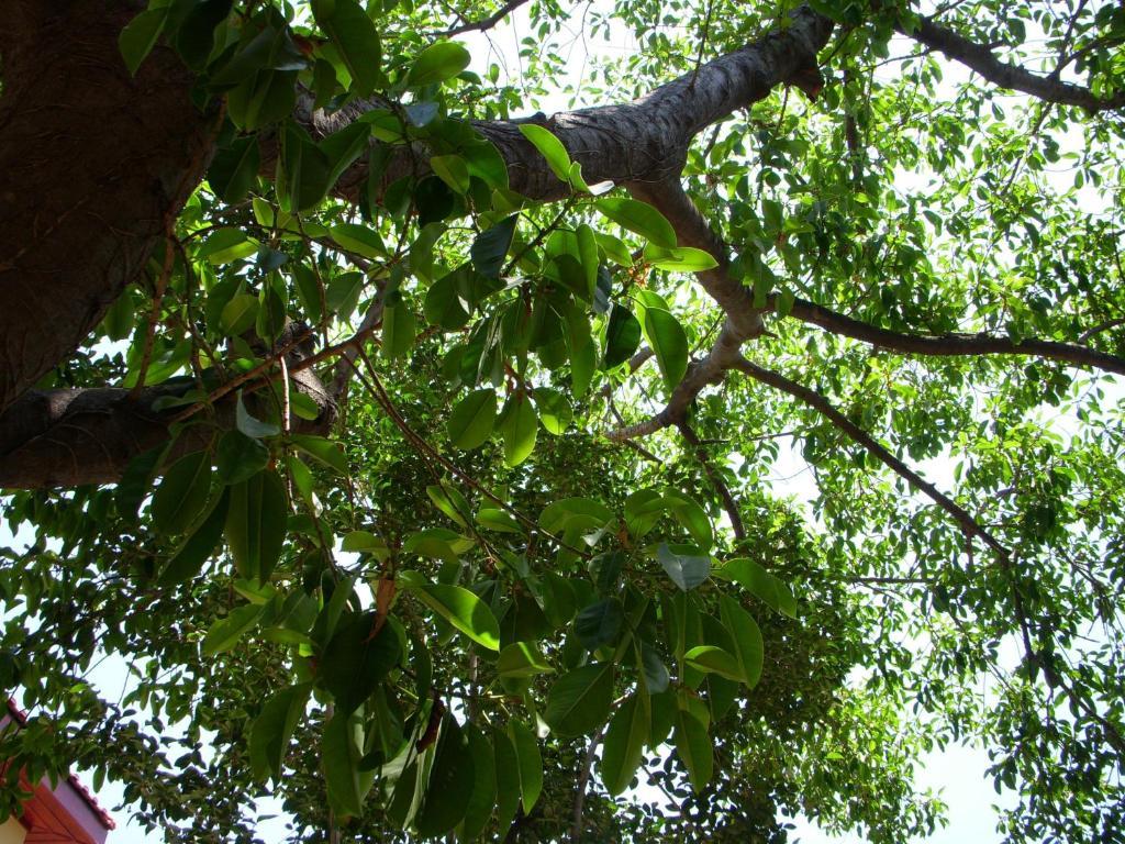 Villa Verde อันตัลยา ภายนอก รูปภาพ